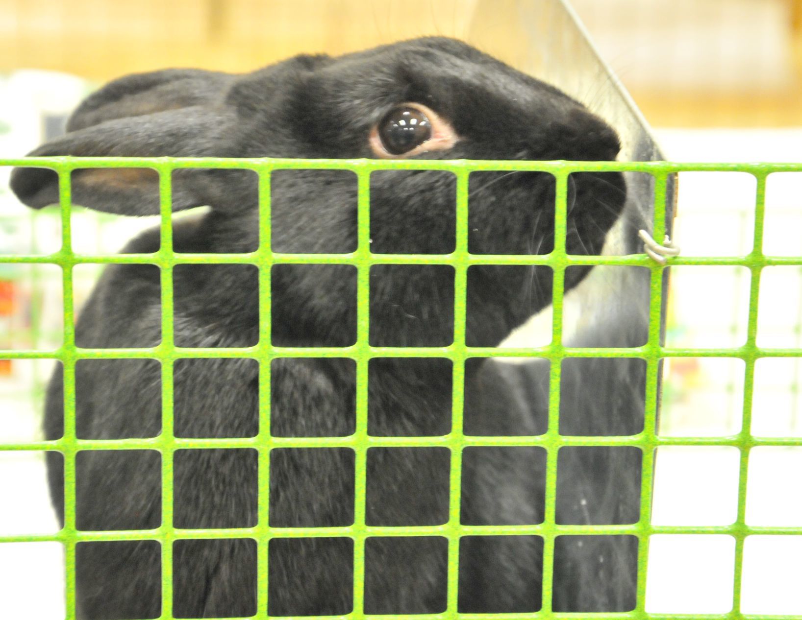 Rabbit